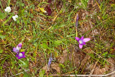Romulea ligustica, photographed by Drepanostoma