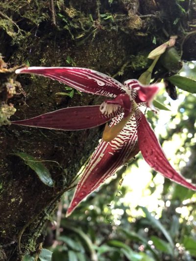 Paphinia cristata, photographed by Jared Shorma