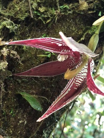 Paphinia cristata, photographed by Jared Shorma