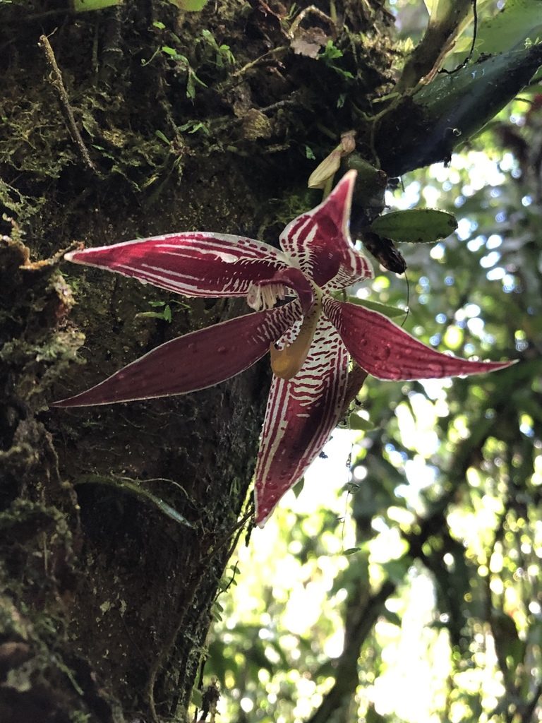 Paphinia cristata, photographed by Jared Shorma