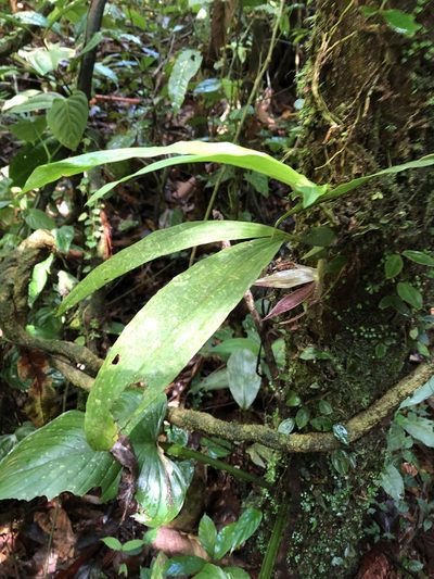 Paphinia cristata, photographed by Jared Shorma