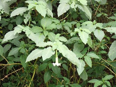 Brugmansia arborea, photographed by John Brew