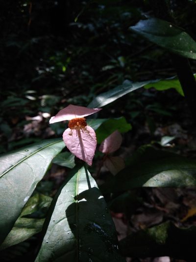 Dalechampia spathulata, photographed by alejandrozab