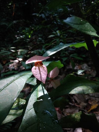 Dalechampia spathulata, photographed by alejandrozab