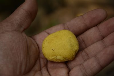 Artocarpus lacucha, photographed by Siddarth Machado