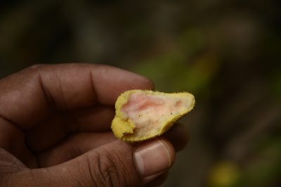 Artocarpus lacucha, photographed by Siddarth Machado