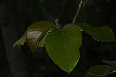Artocarpus lacucha, photographed by Siddarth Machado