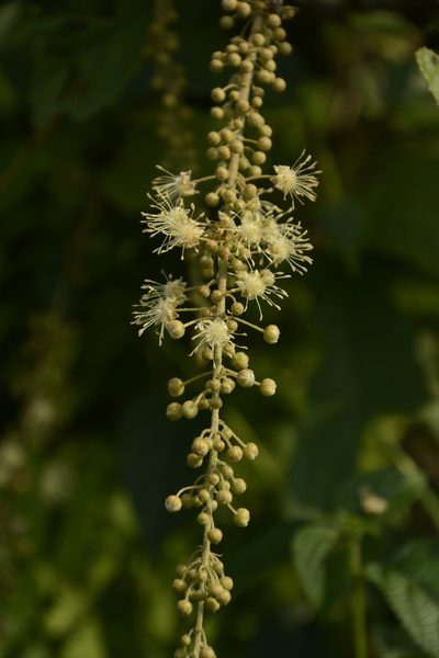 Croton caudatus, photographed by Siddarth Machado