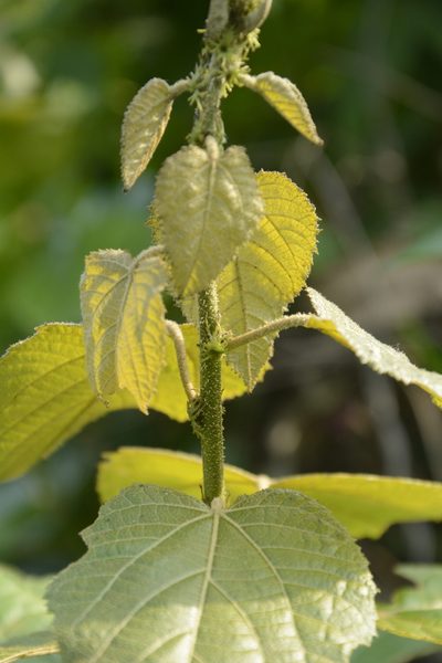 Croton caudatus, photographed by Siddarth Machado