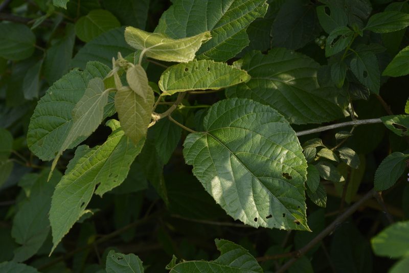 Croton caudatus, photographed by Siddarth Machado
