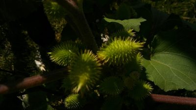 Xanthium cavanillesii, photographed by Bahiano Ayala