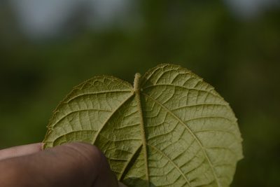Croton caudatus, photographed by Siddarth Machado