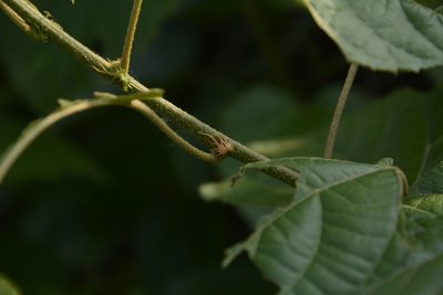 Croton caudatus, photographed by Siddarth Machado
