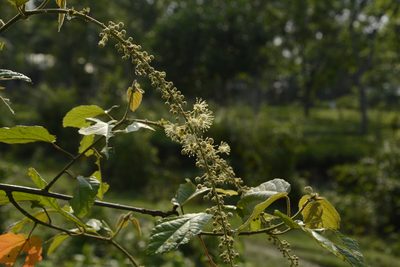 Croton caudatus, photographed by Siddarth Machado