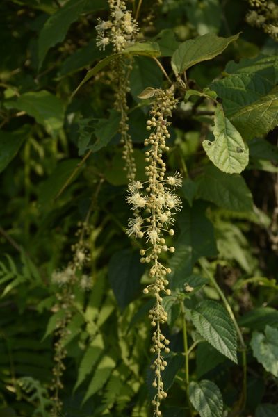 Croton caudatus, photographed by Siddarth Machado