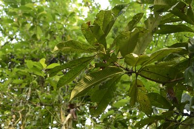 Dillenia indica, photographed by Siddarth Machado