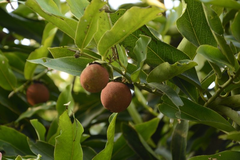 Diospyros malabarica, photographed by Siddarth Machado
