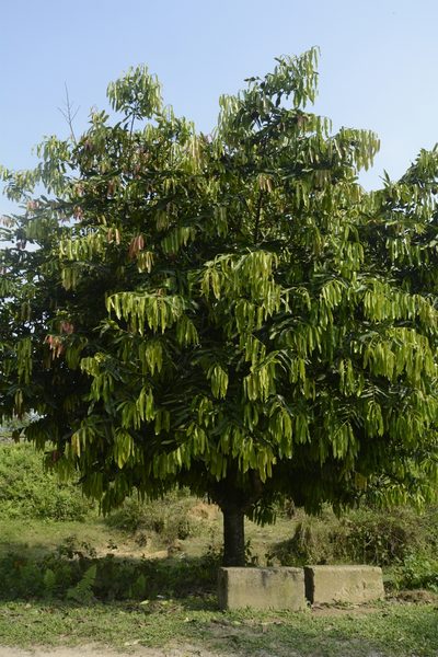 Diospyros malabarica, photographed by Siddarth Machado