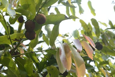 Diospyros malabarica, photographed by Siddarth Machado
