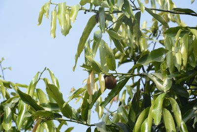 Diospyros malabarica, photographed by Siddarth Machado