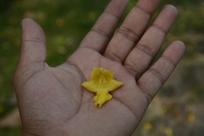 Gmelina arborea, photographed by Siddarth Machado