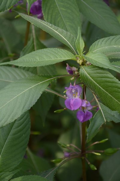 Impatiens tripetala, photographed by Siddarth Machado