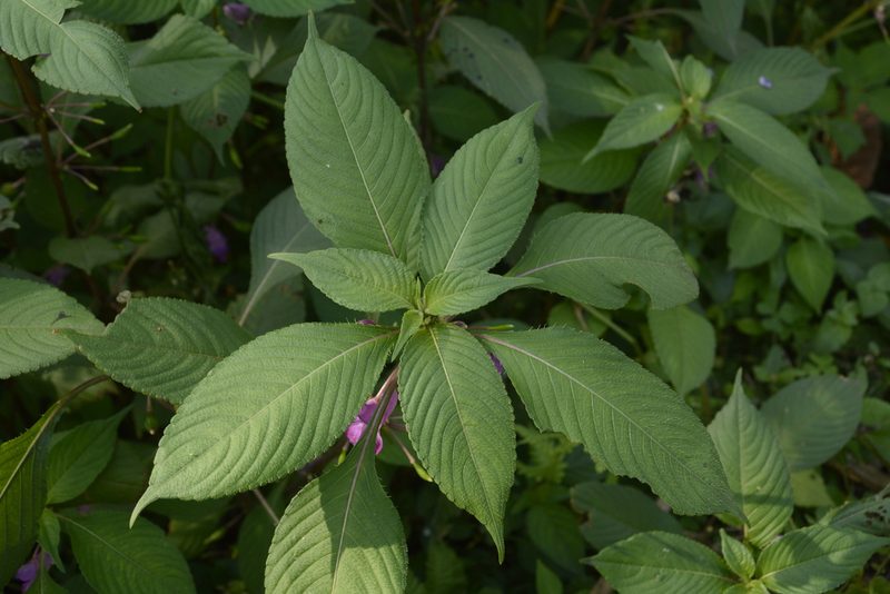 Impatiens tripetala, photographed by Siddarth Machado