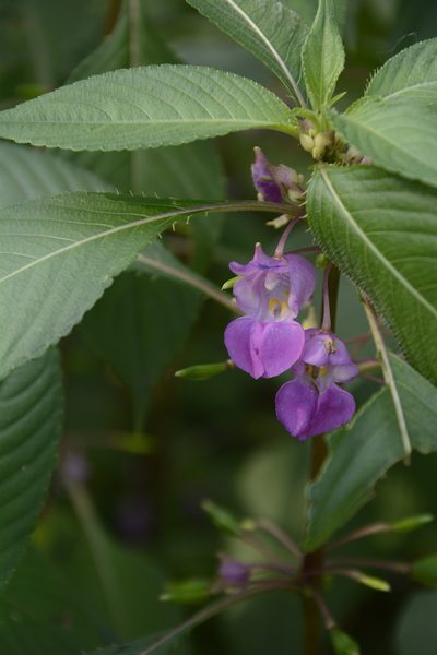 Impatiens tripetala, photographed by Siddarth Machado