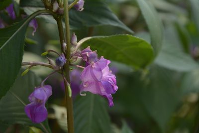 Impatiens tripetala, photographed by Siddarth Machado