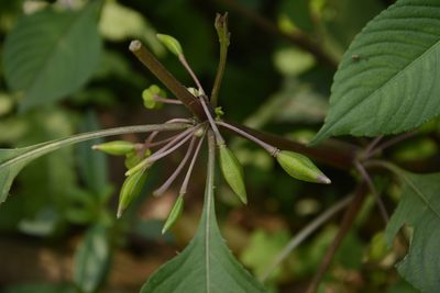 Impatiens tripetala, photographed by Siddarth Machado