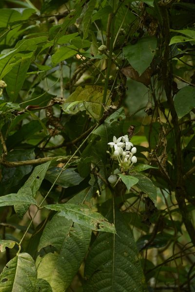 Morinda angustifolia, photographed by Siddarth Machado