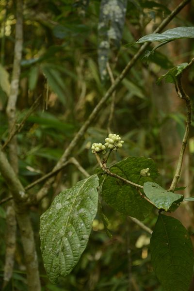 Morinda angustifolia, photographed by Siddarth Machado