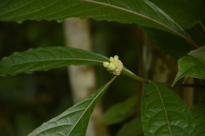 Morinda angustifolia, photographed by Siddarth Machado