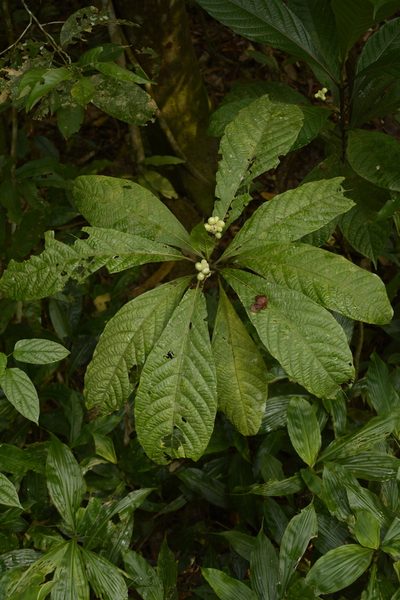 Morinda angustifolia, photographed by Siddarth Machado