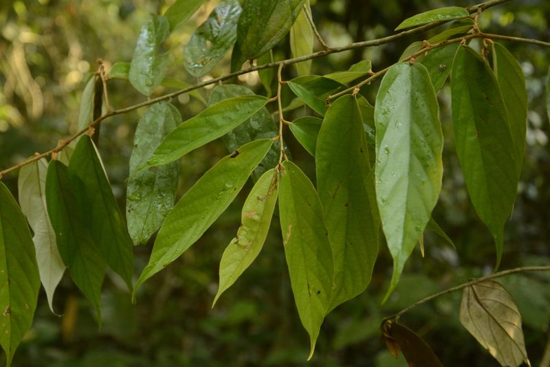 Pterospermum lanceifolium, photographed by Siddarth Machado
