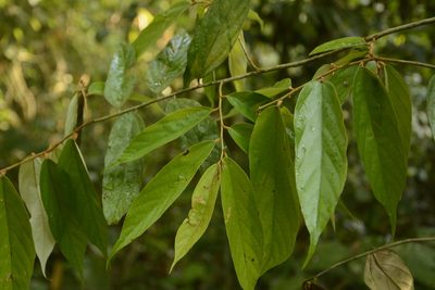 Pterospermum lanceifolium, photographed by Siddarth Machado