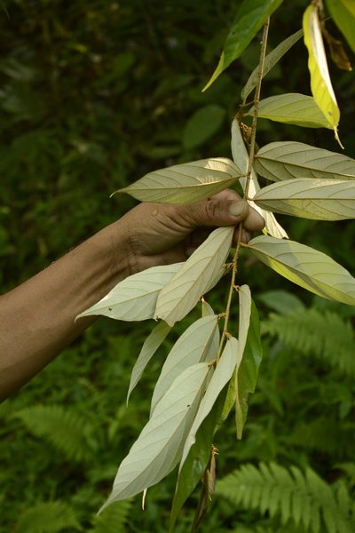 Pterospermum lanceifolium, photographed by Siddarth Machado