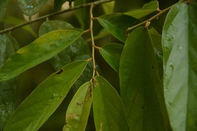 Pterospermum lanceifolium, photographed by Siddarth Machado