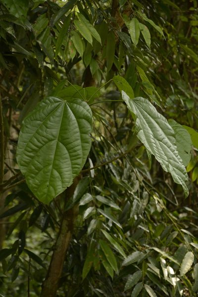 Pterygota alata, photographed by Siddarth Machado