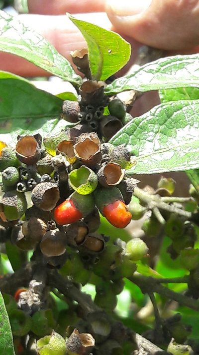 Aegiphila verticillata, photographed by Douglas