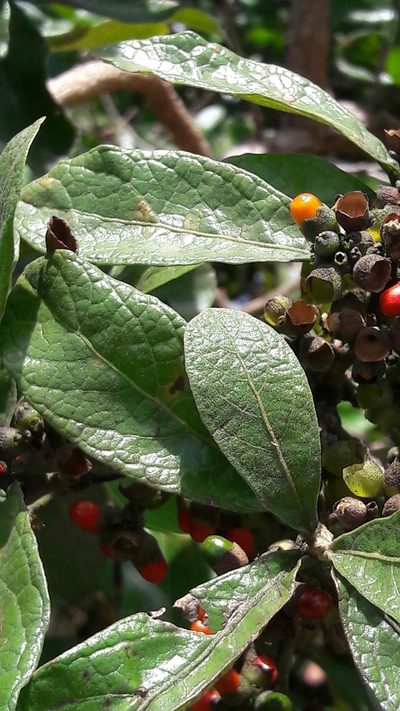 Aegiphila verticillata, photographed by Douglas