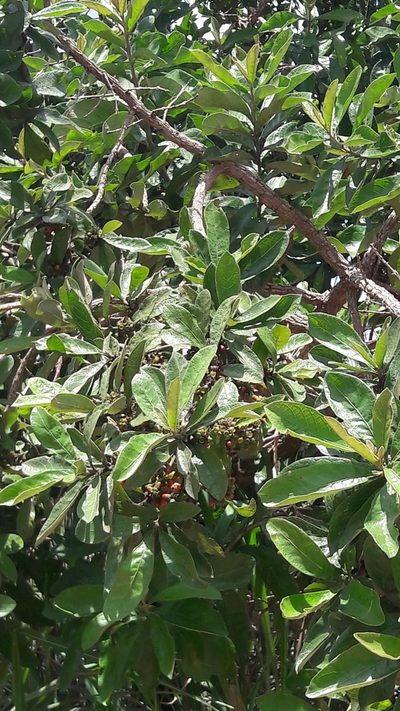 Aegiphila verticillata, photographed by Douglas