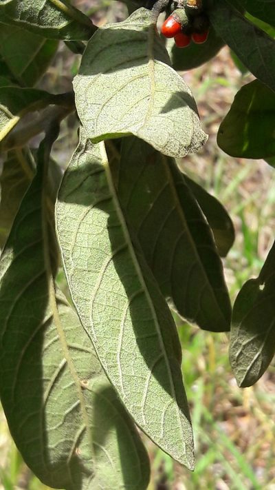 Aegiphila verticillata, photographed by Douglas