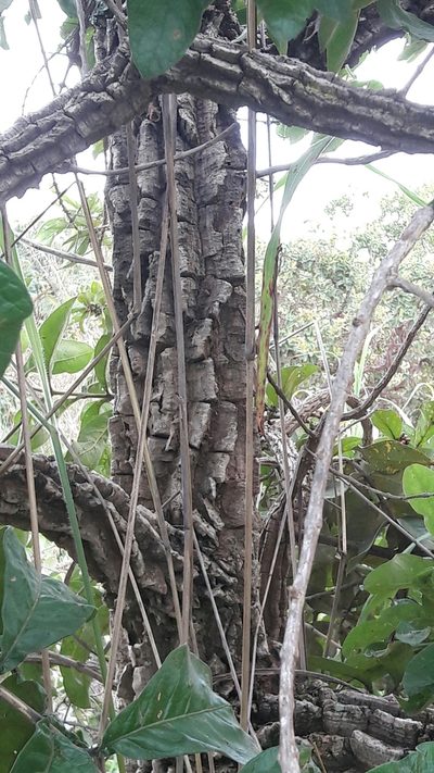 Aegiphila verticillata, photographed by Douglas