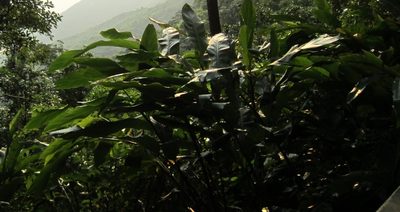 Alpinia hainanensis, photographed by Jaro Guzinski