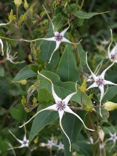 Oxypetalum mosenii, photographed by Fernando Sessegolo