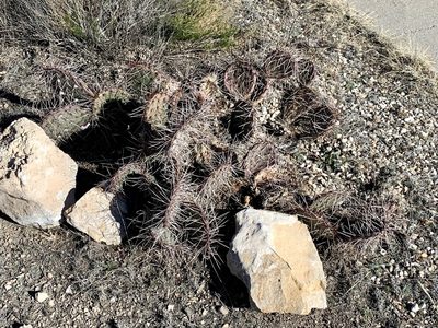 Opuntia tortispina, photographed by CK2AZ