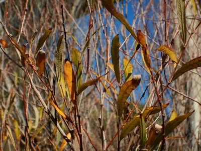 Salix salviifolia, photographed by Duarte Frade