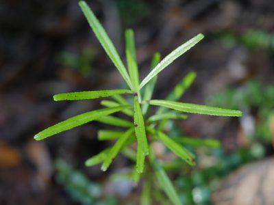 Leionema nudum, photographed by Bruce Calvert