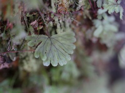 Hymenophyllum lyallii, photographed by Bruce Calvert